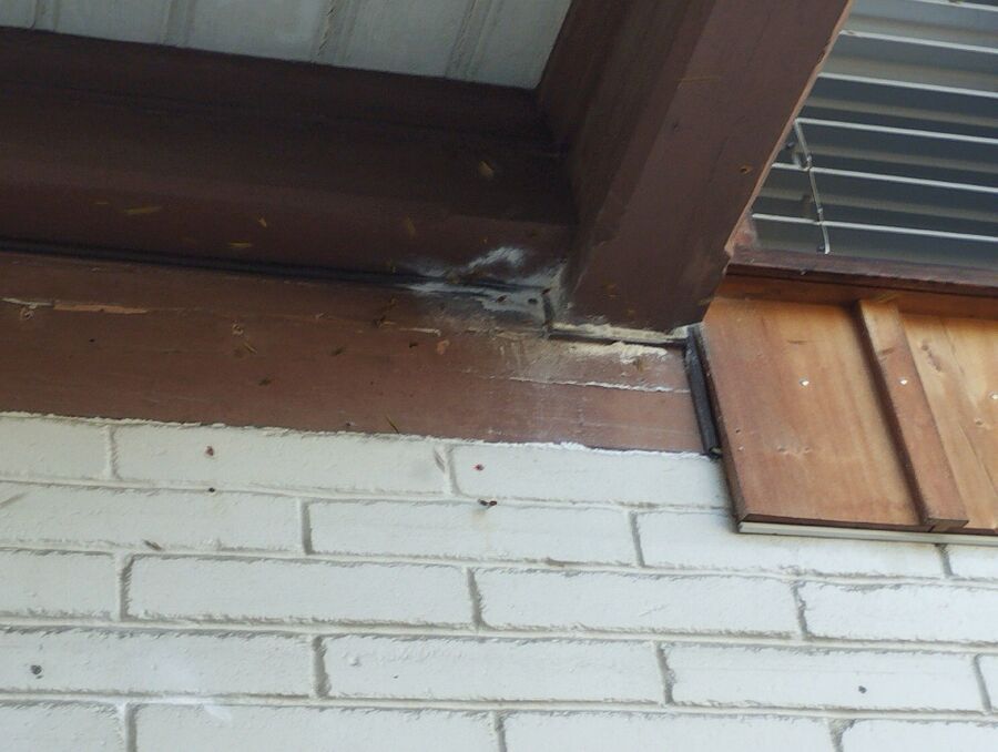  Bienennest entfernen.jpeg