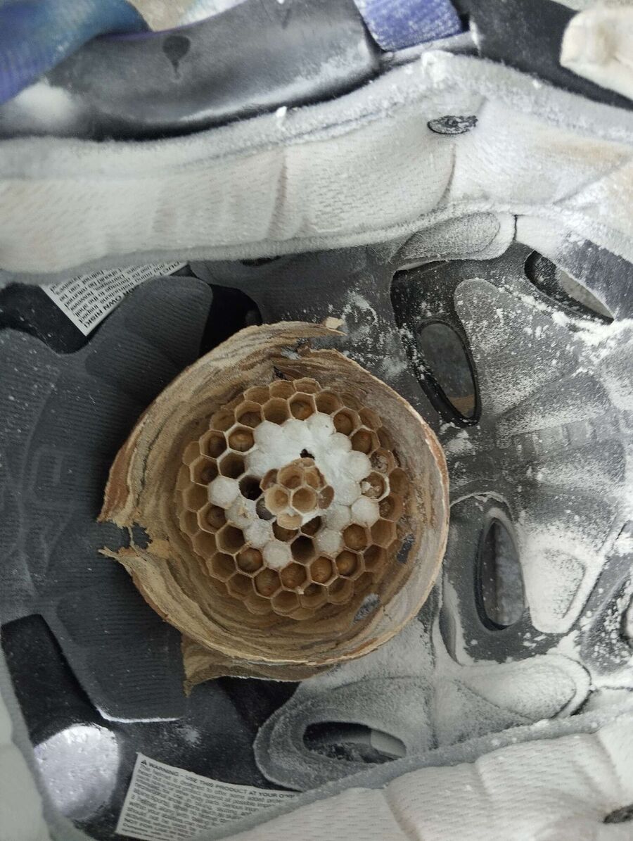 Bienen umsiedeln &  Bienennest entfernen 