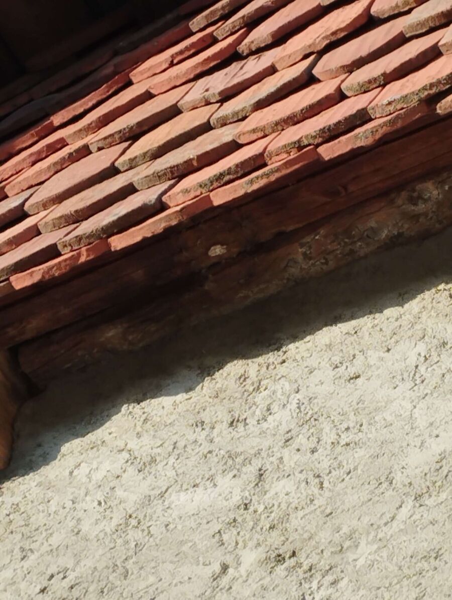 Bienen umsiedeln &  Bienennest entfernen 