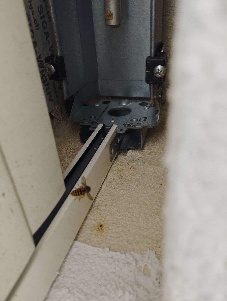  Bienennest entfernen.jpeg