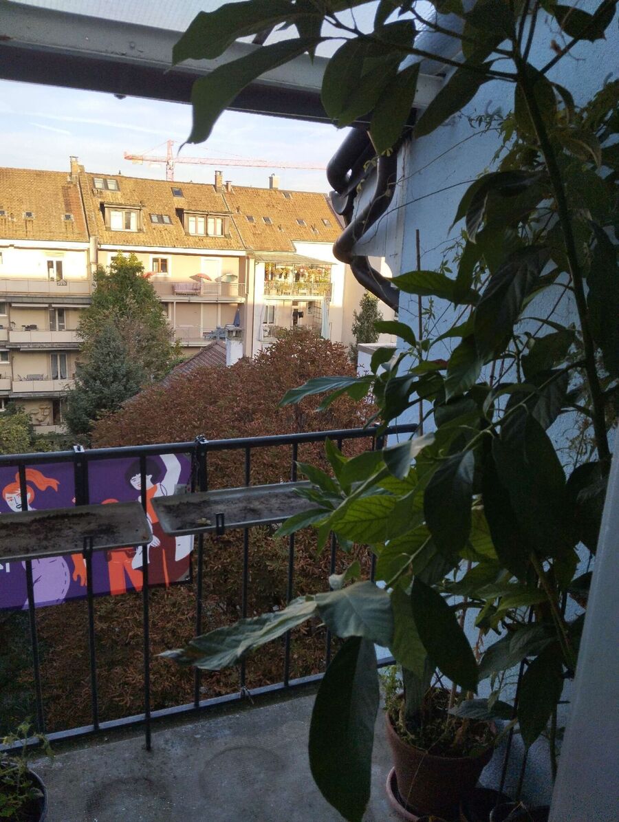  Bienennest entfernen