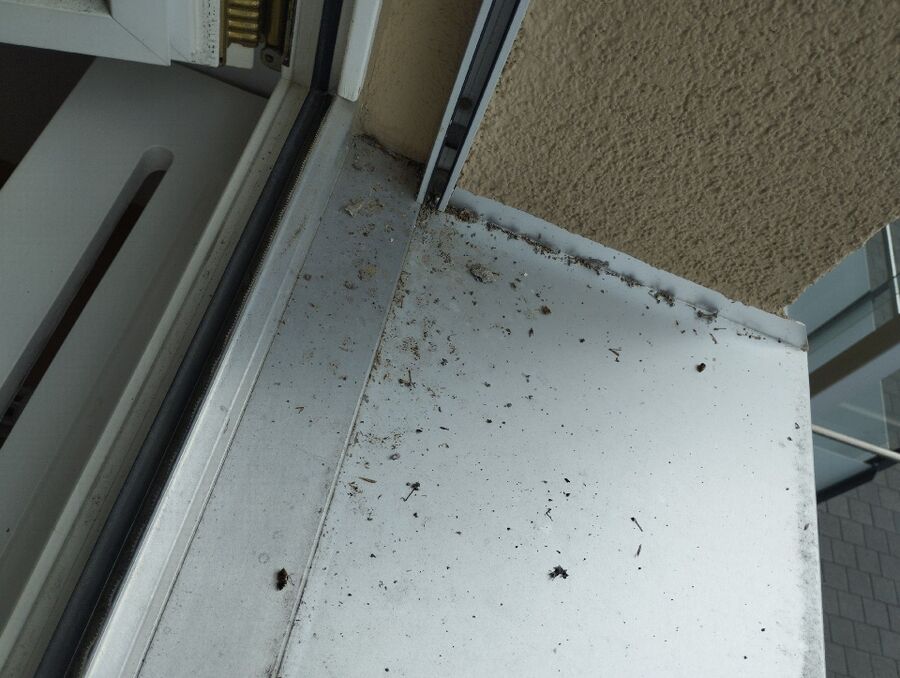  Bienennest entfernen