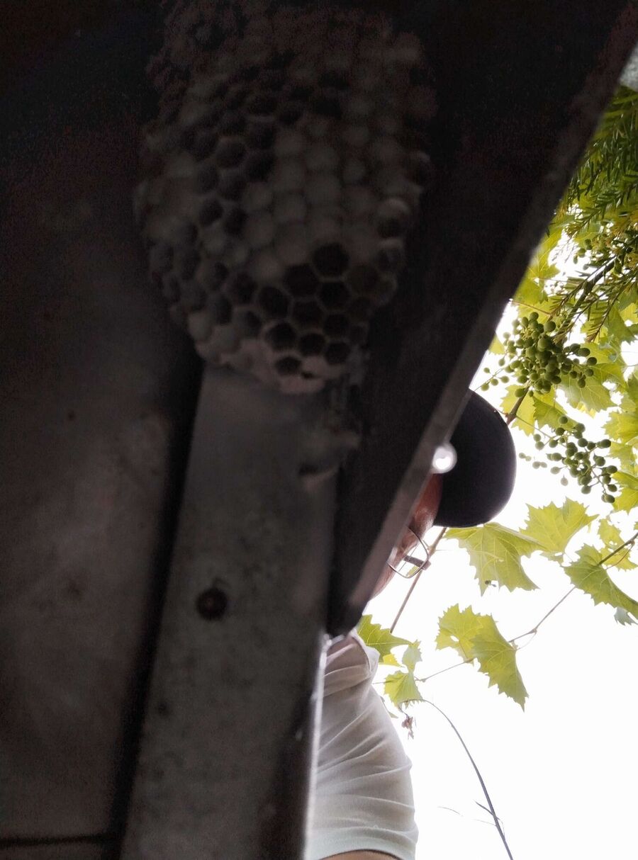  Bienennest entfernen