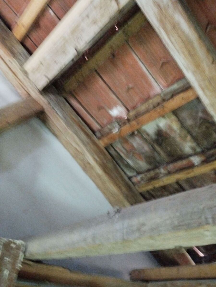 Bienen umsiedeln &  Bienennest entfernen 