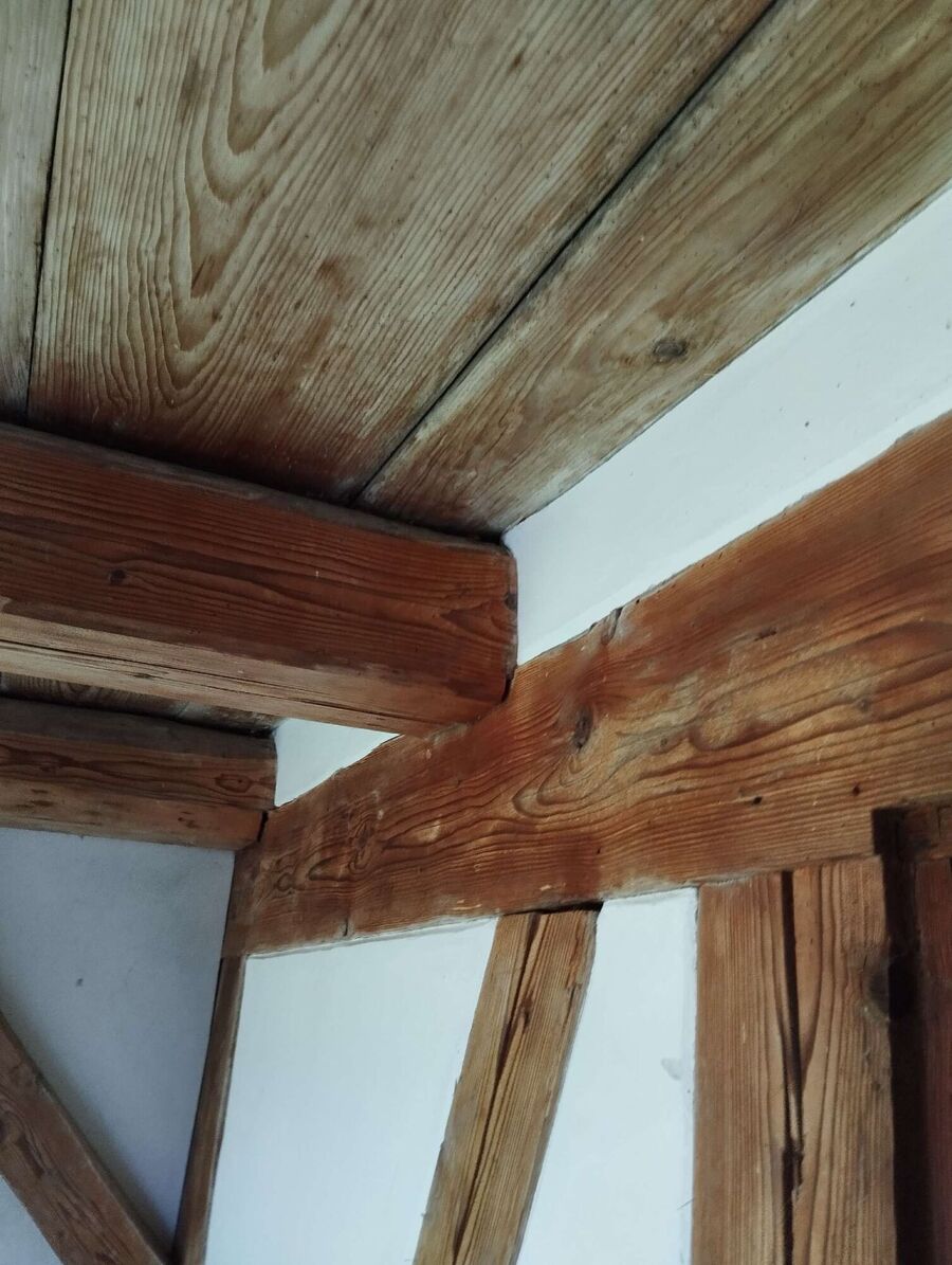  Bienennest entfernen