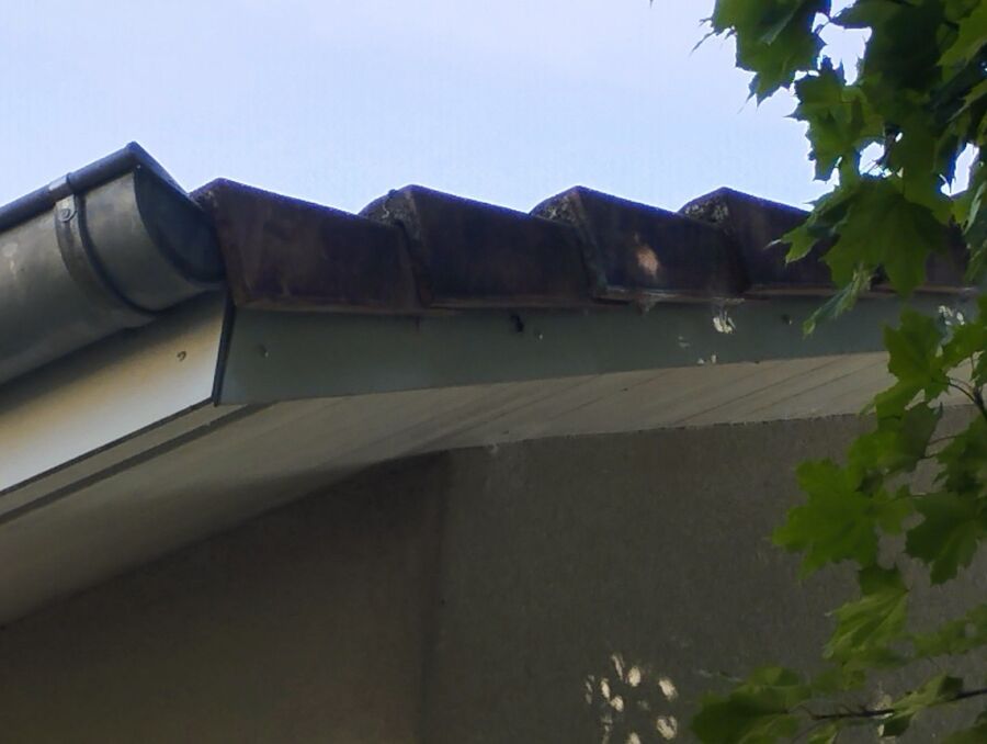  Bienennest entfernen