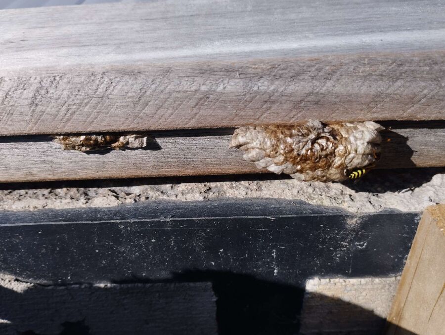  Bienennest entfernen