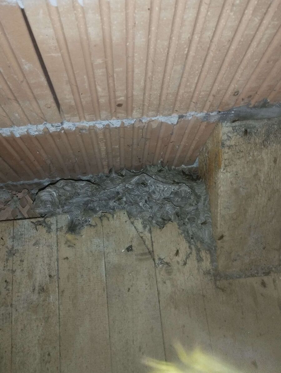  Bienennest entfernen