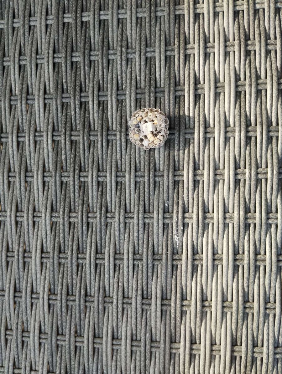 Bienen umsiedeln &  Bienennest entfernen 