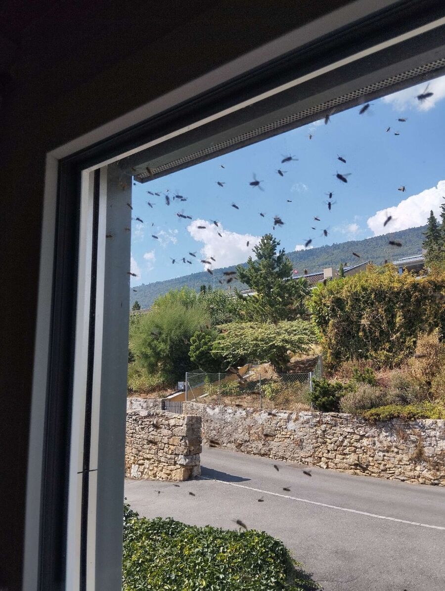 Bienen umsiedeln &  Bienennest entfernen 