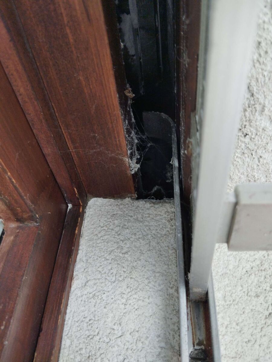  Bienennest entfernen