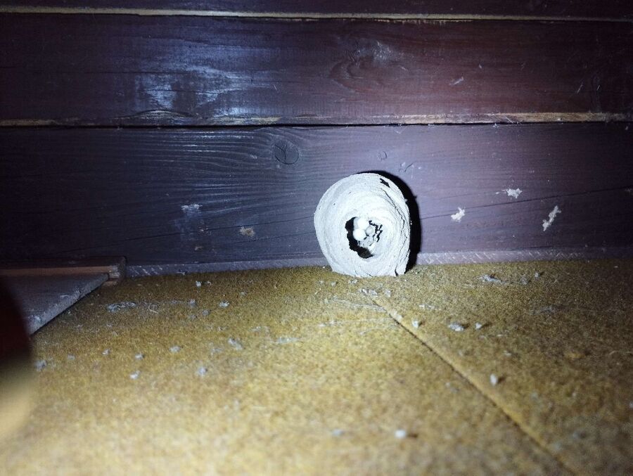  Bienennest entfernen