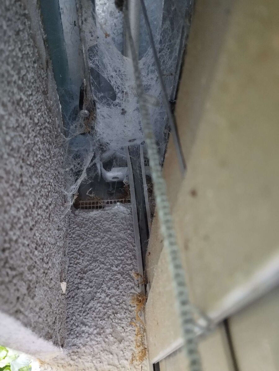 Bienen umsiedeln &  Bienennest entfernen 