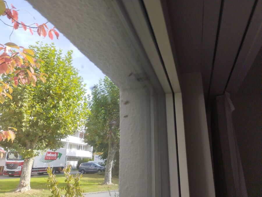  Bienennest entfernen.jpeg