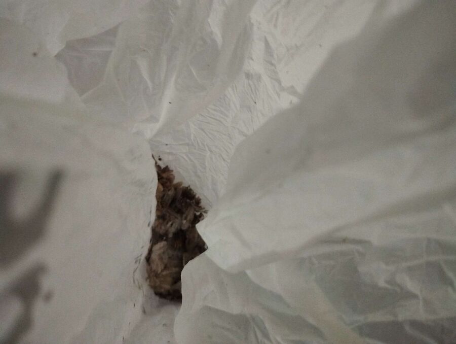  Bienennest entfernen.jpeg