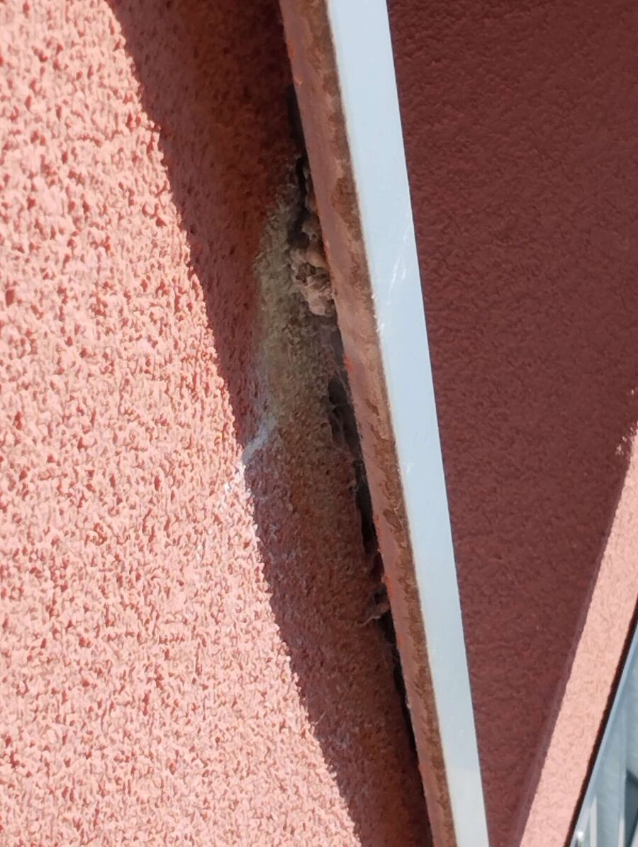 Bienen umsiedeln &  Bienennest entfernen 