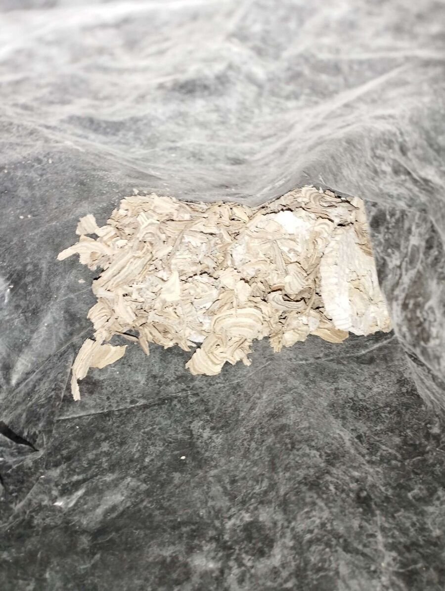  Bienennest entfernen.jpeg