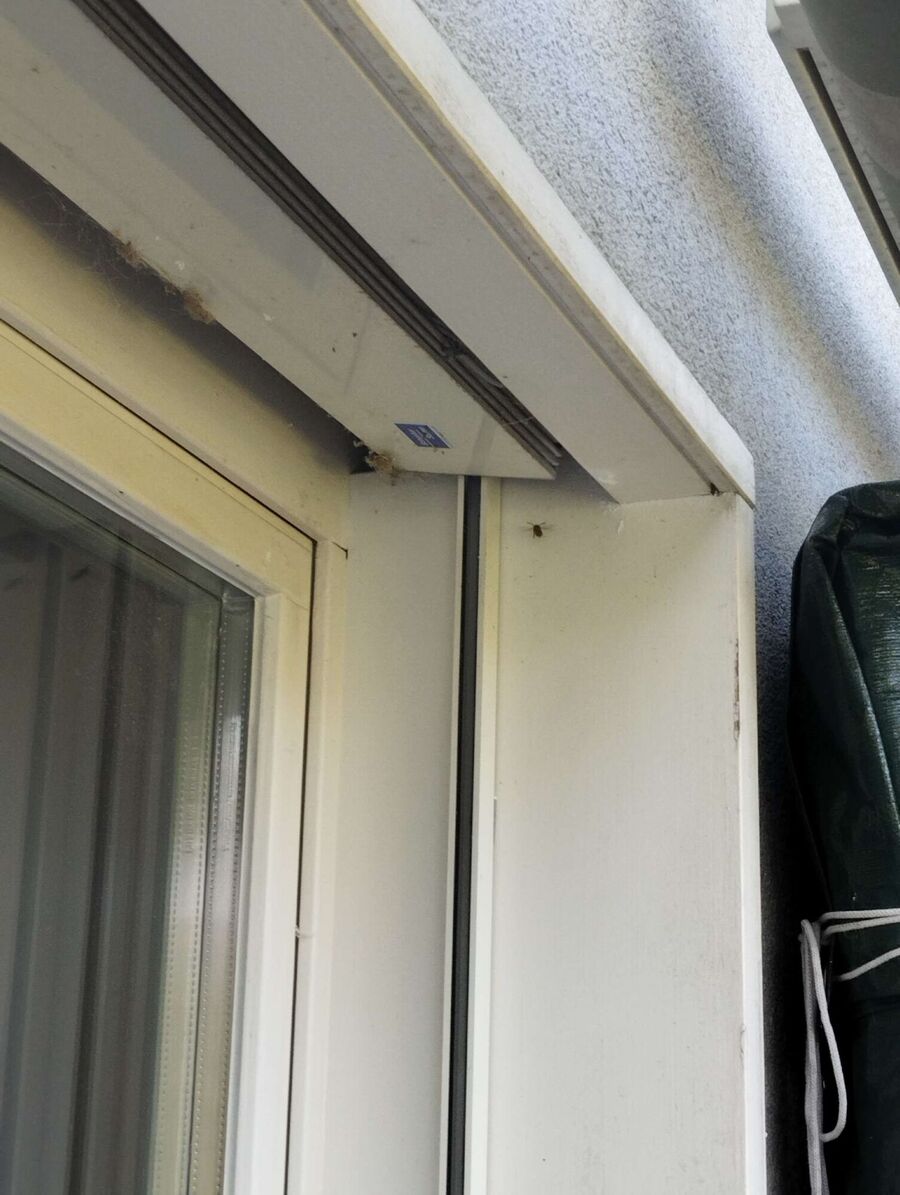  Bienennest entfernen