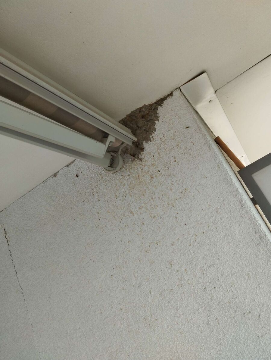  Bienennest entfernen.jpeg