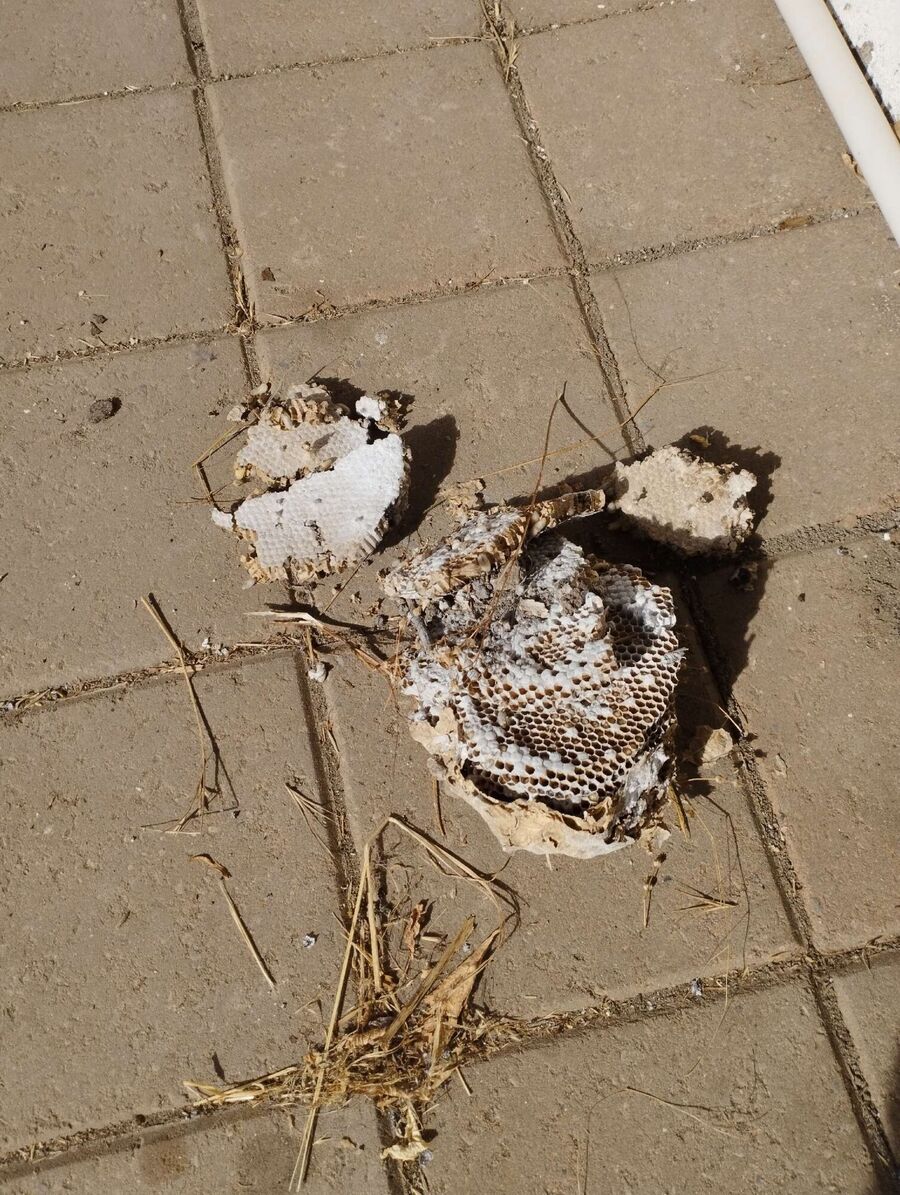  Bienennest entfernen