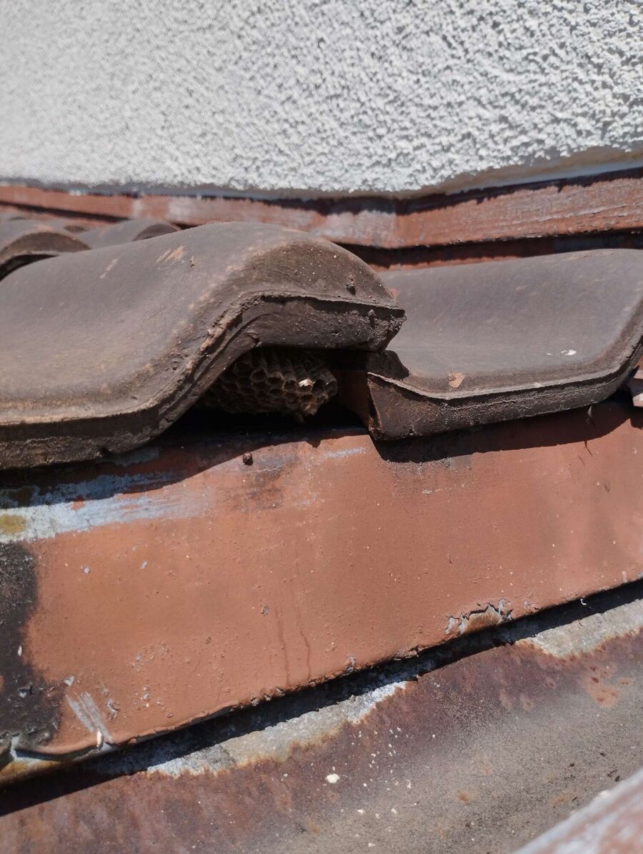  Bienennest entfernen.jpeg