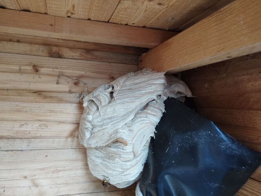 Bienen umsiedeln &  Bienennest entfernen 