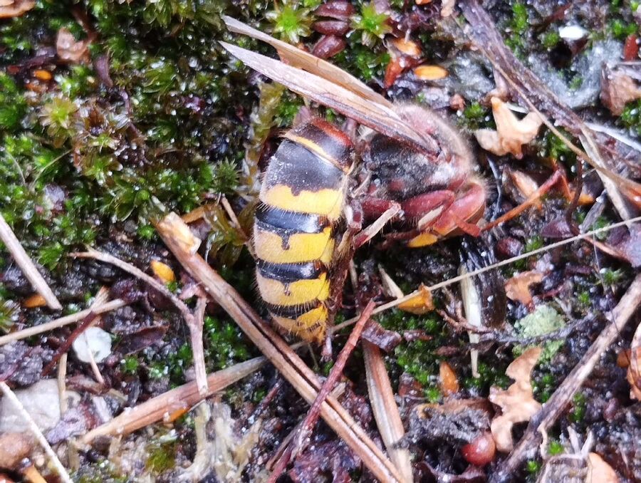 Bienen umsiedeln &  Bienennest entfernen 