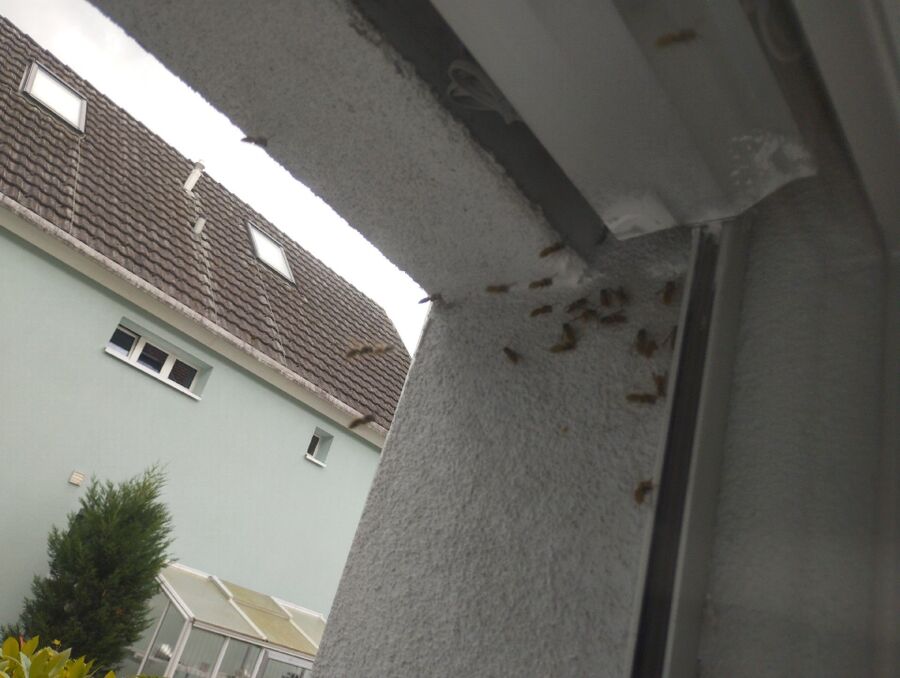 Bienen umsiedeln &  Bienennest entfernen 