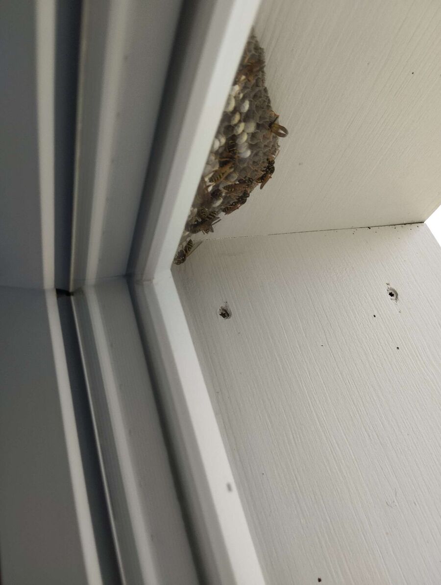  Bienennest entfernen