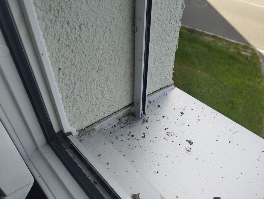  Bienennest entfernen.jpeg