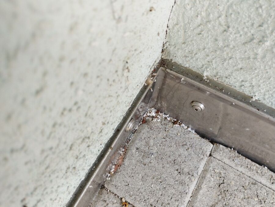 Bienen umsiedeln &  Bienennest entfernen 