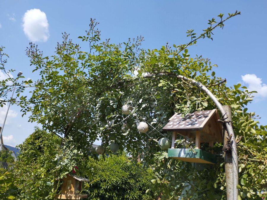  Bienennest entfernen.jpeg