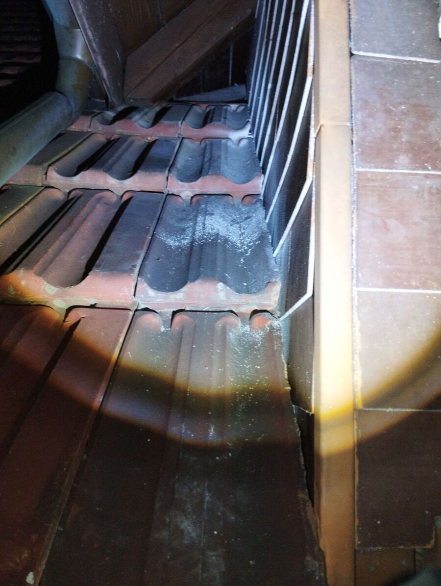 Bienen umsiedeln &  Bienennest entfernen 