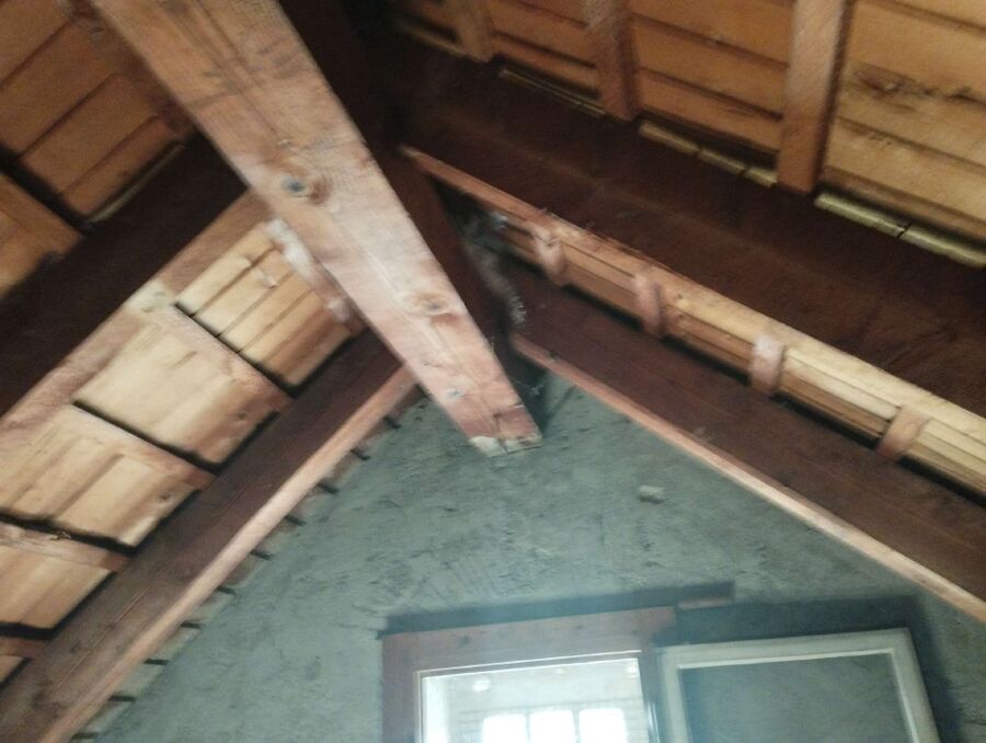 Bienen umsiedeln &  Bienennest entfernen 