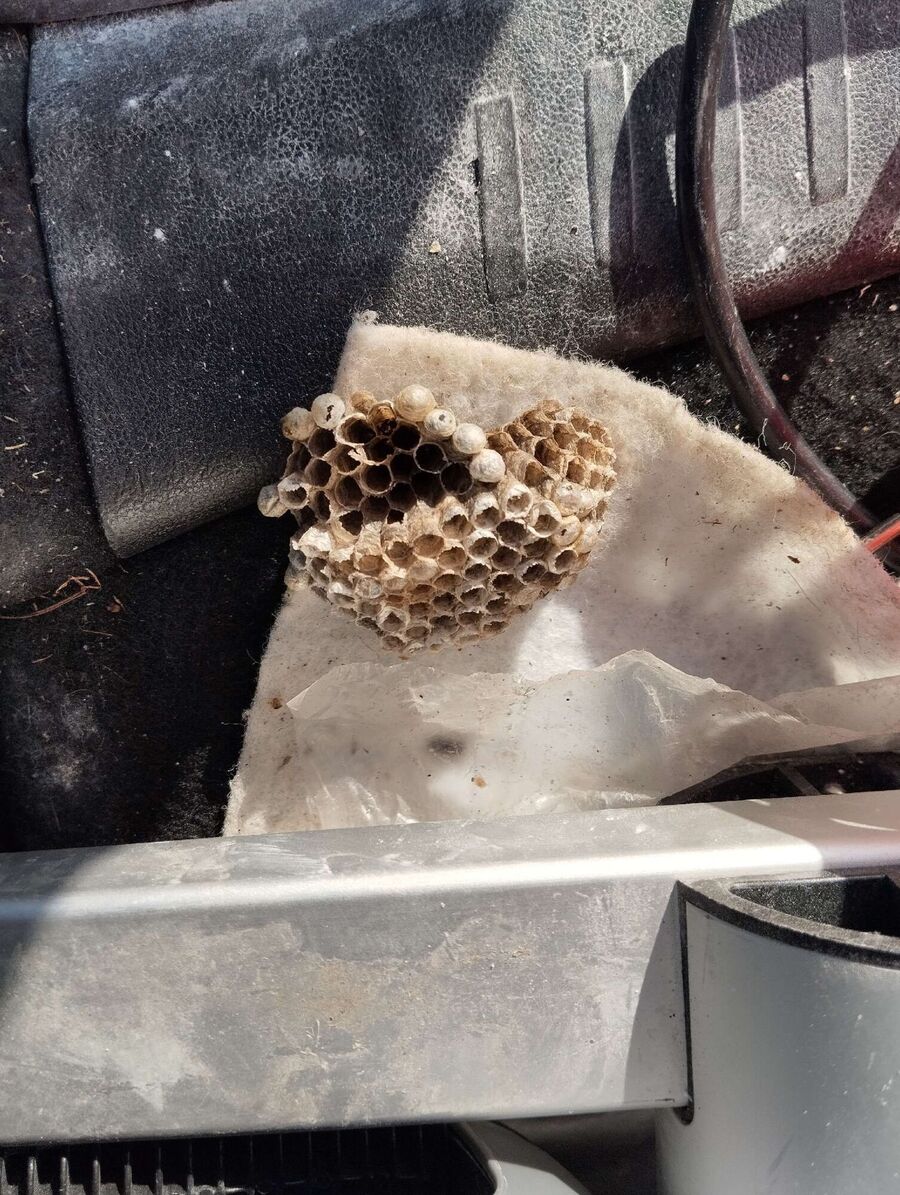  Bienennest entfernen.jpeg
