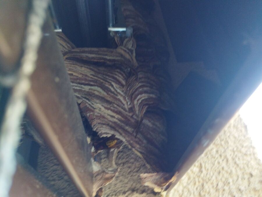  Bienennest entfernen.jpeg