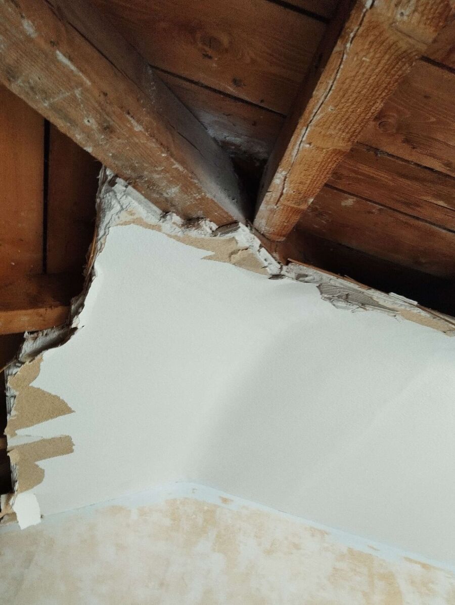  Bienennest entfernen.jpeg