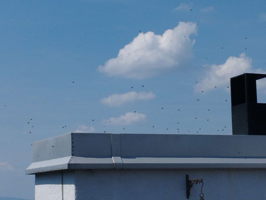  Bienennest entfernen