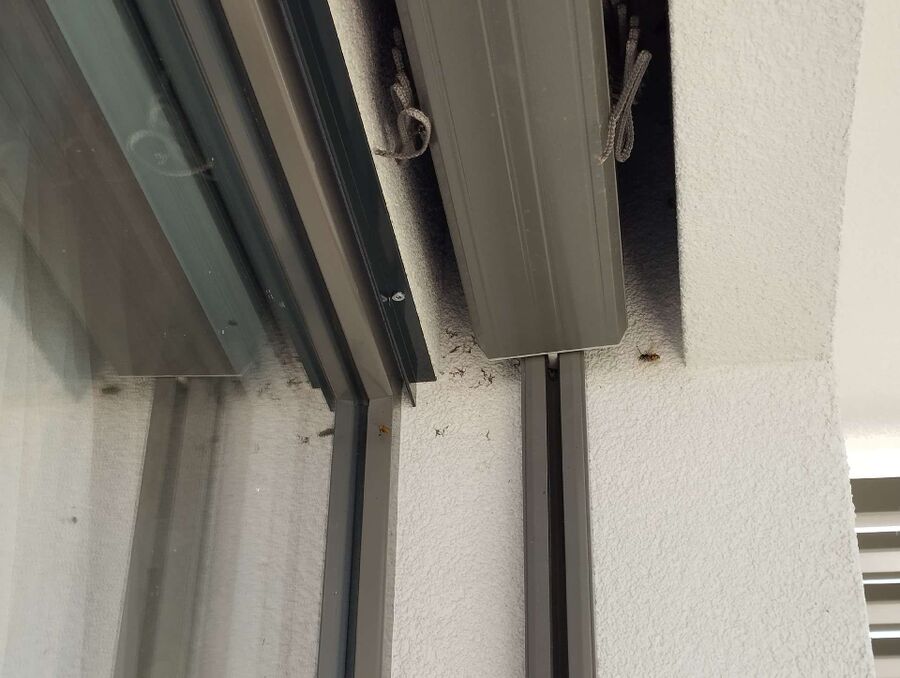  Bienennest entfernen.jpeg