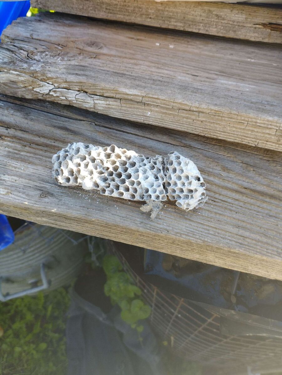  Bienennest entfernen