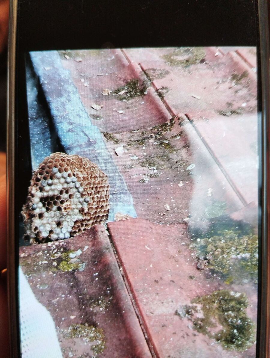 Bienen umsiedeln &  Bienennest entfernen 