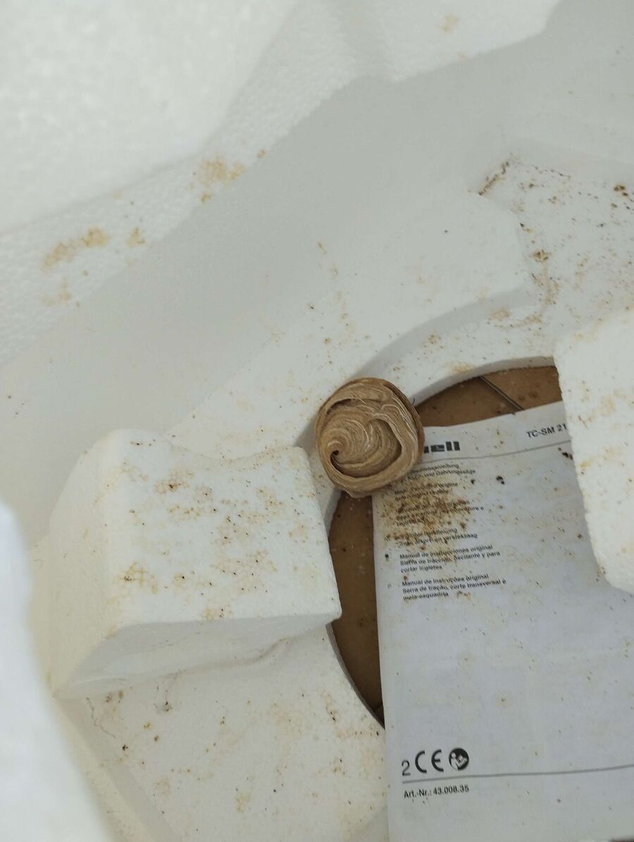 Bienen umsiedeln &  Bienennest entfernen 