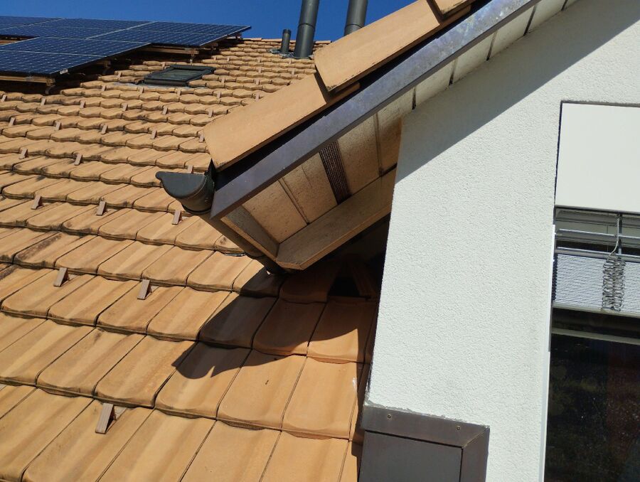 Bienen umsiedeln &  Bienennest entfernen 