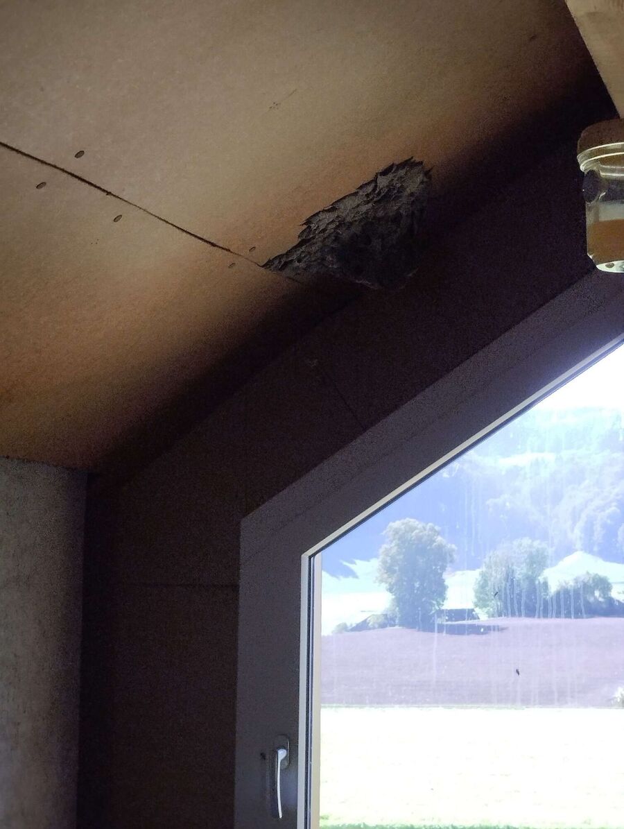  Bienennest entfernen.jpeg