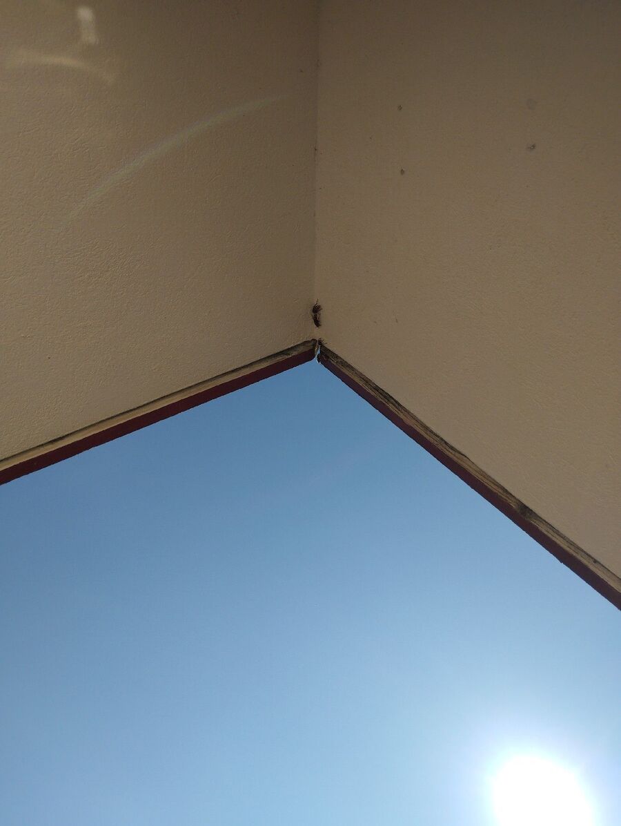  Bienennest entfernen