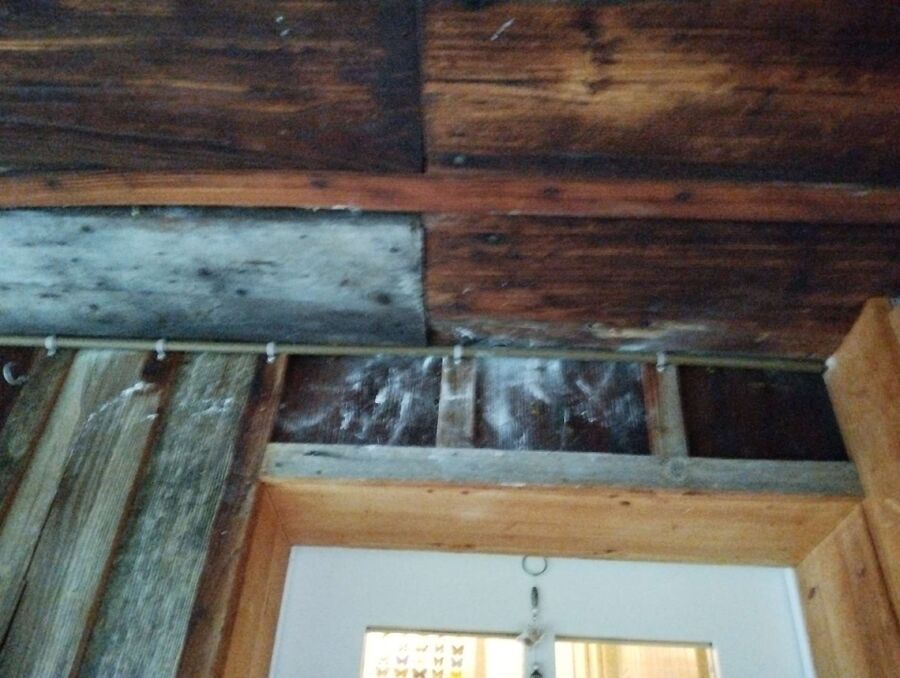  Bienennest entfernen