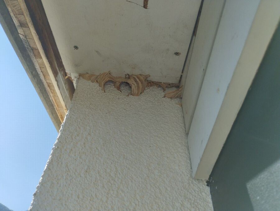  Bienennest entfernen