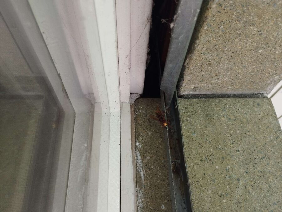  Bienennest entfernen