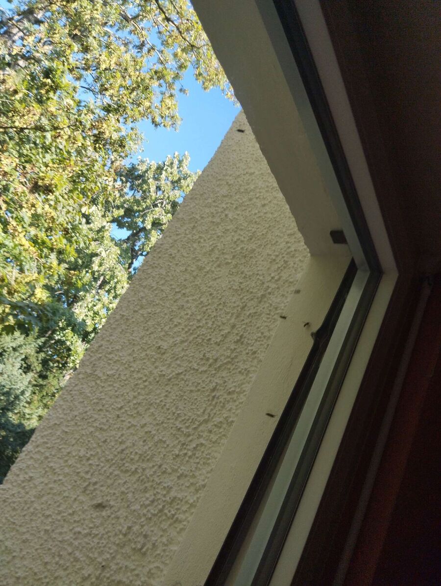 Bienen umsiedeln &  Bienennest entfernen 