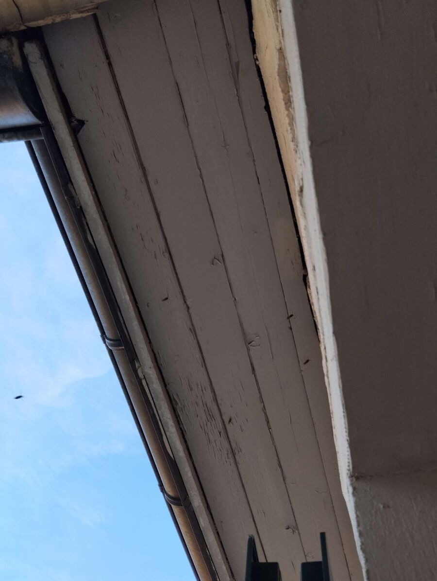 Bienen umsiedeln &  Bienennest entfernen 